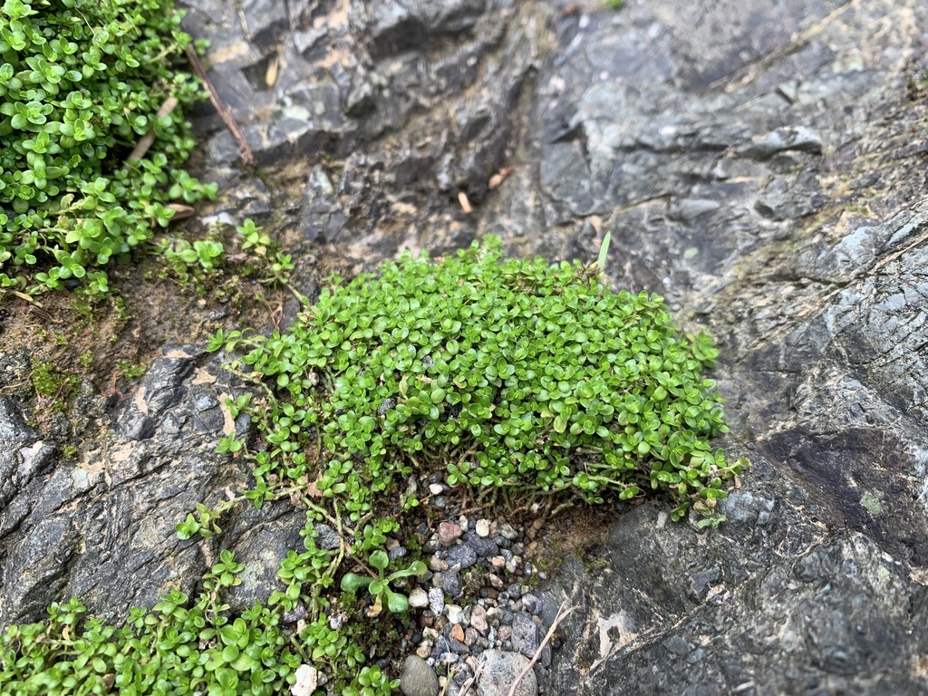 Hemianthus Cuba (HC) (Hemianthus callitrichoides 'Cuba')