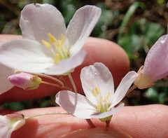 Cardamine nuttallii
