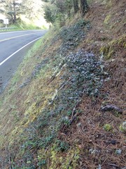 Ceanothus gloriosus gloriosus