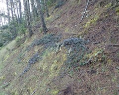 Ceanothus gloriosus gloriosus