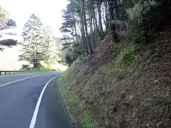 Ceanothus gloriosus gloriosus
