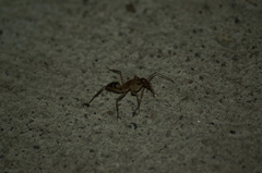 Camponotus conspicuus