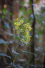 Roldana anisophylla