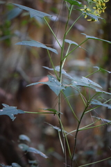 Roldana anisophylla