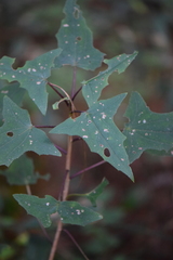 Roldana anisophylla