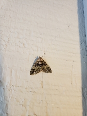 Hydriomena albifasciata