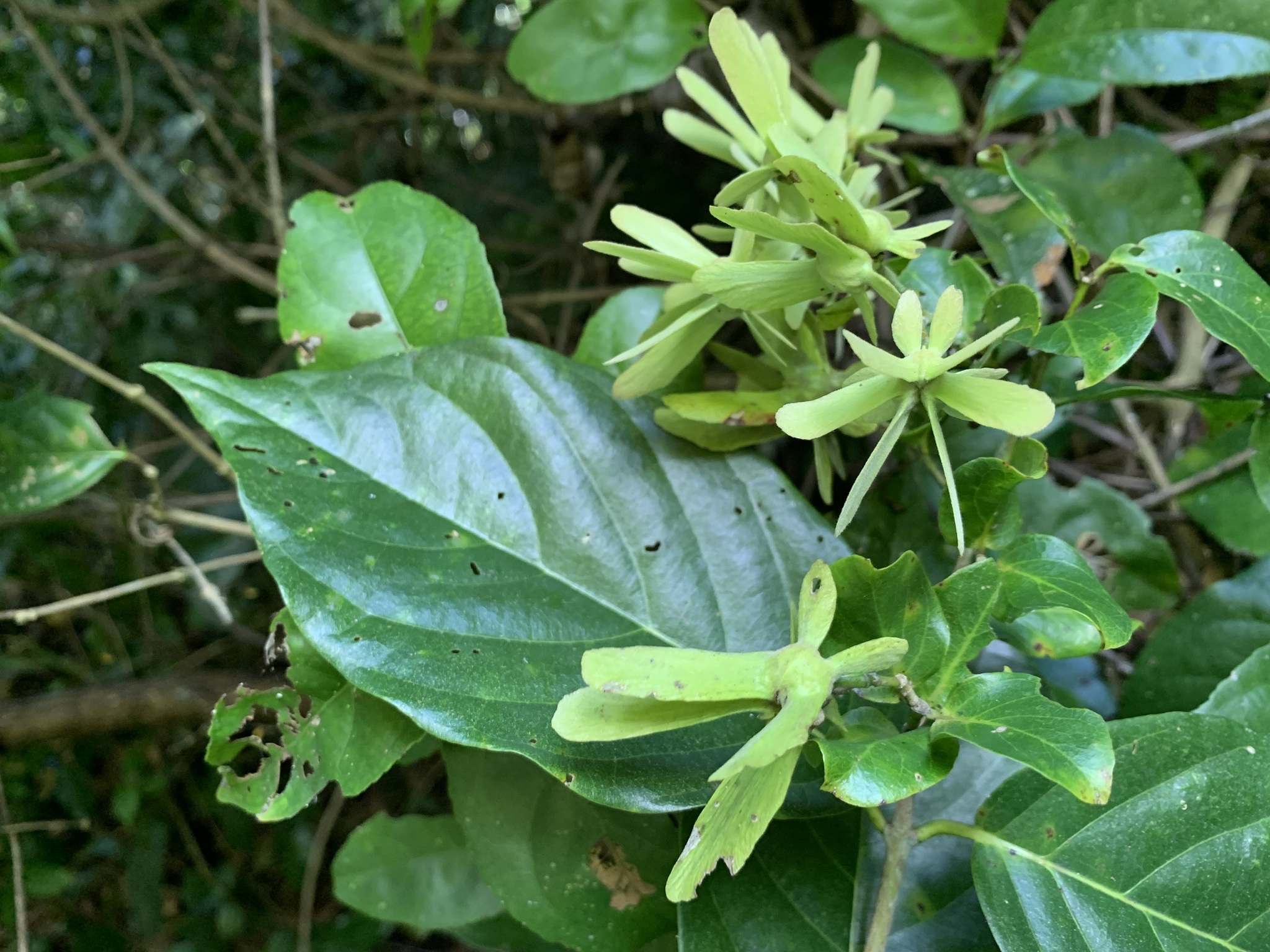Tetrapterys inaequalis