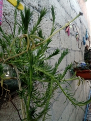 Portulaca grandiflora