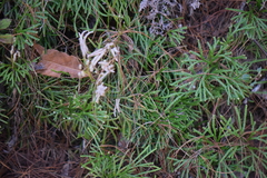 Diphasiastrum thyoides