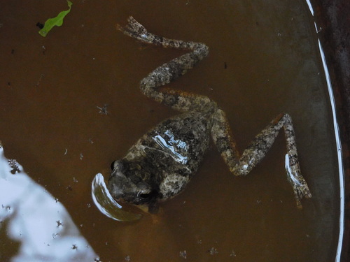 Grey Foam-nest Tree Frog