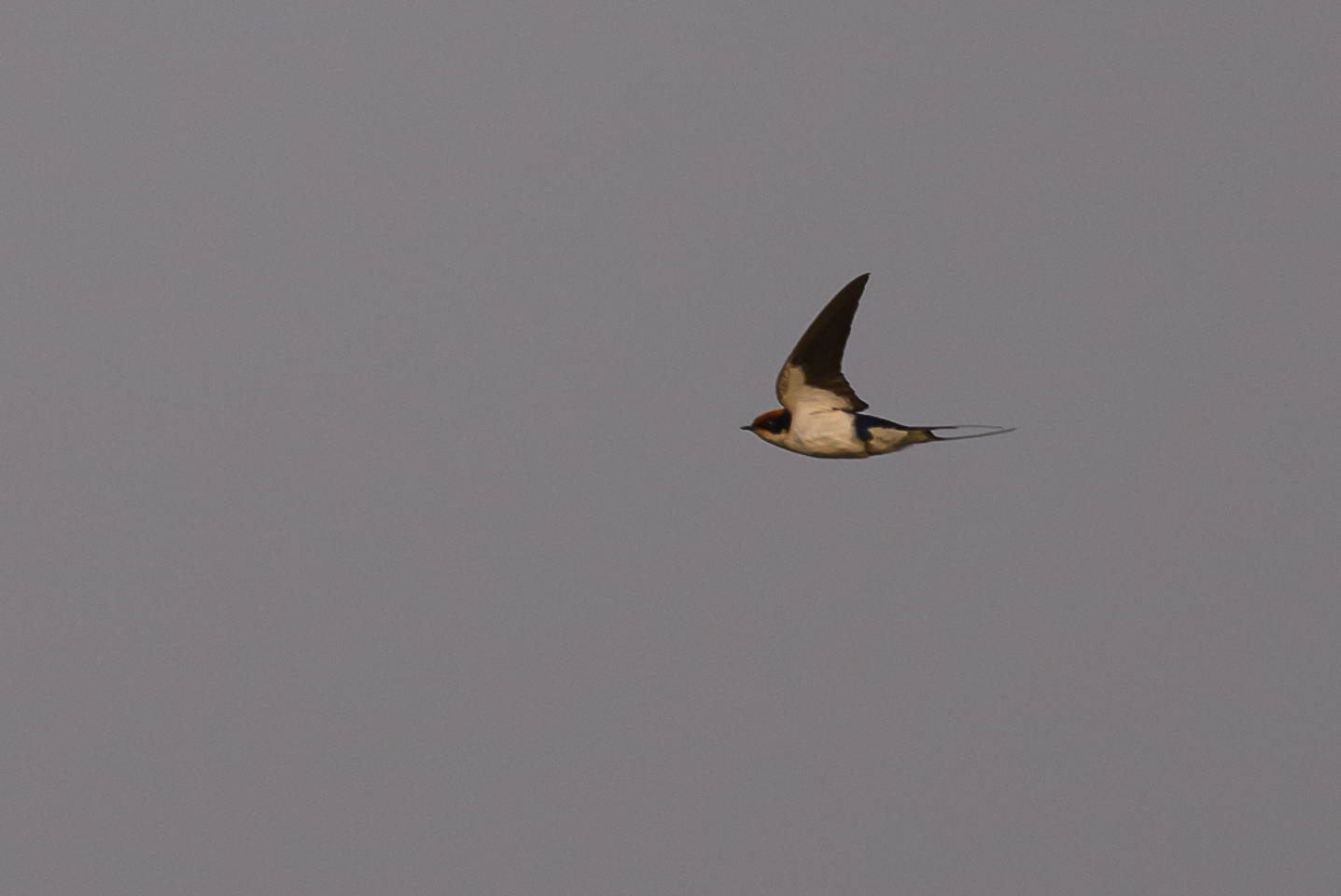 Wire-tailed Swallow