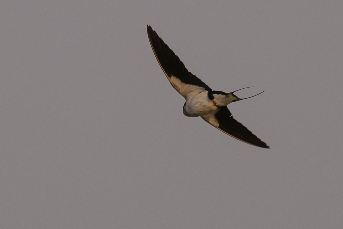 Wire-tailed Swallow