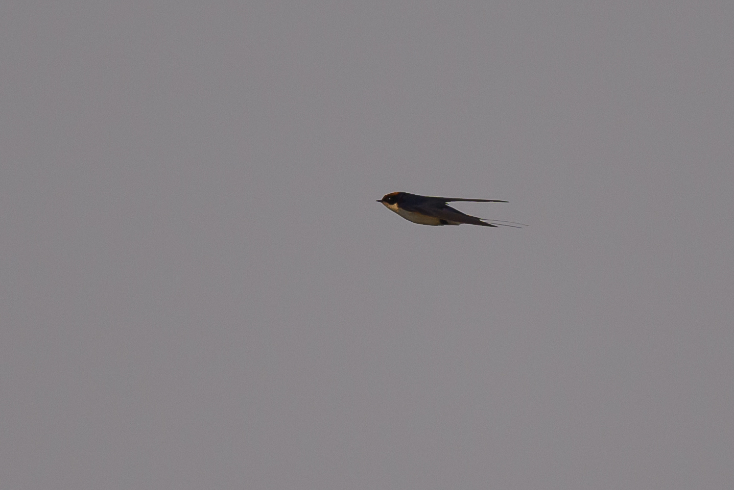Wire-tailed Swallow