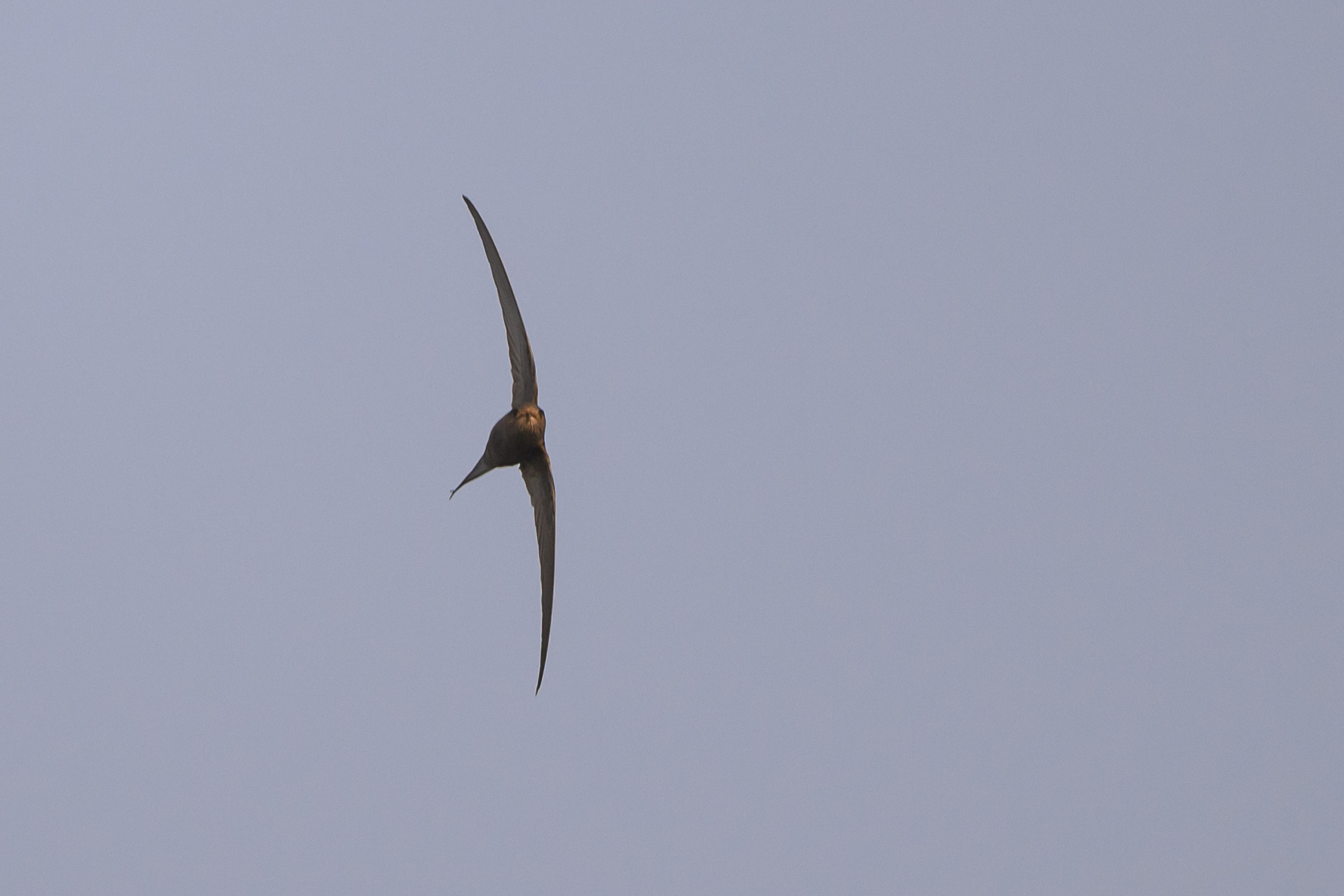 African Palm Swift