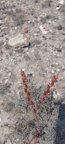 Echeveria schaffneri