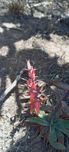 Echeveria schaffneri