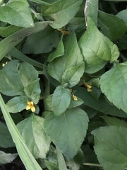 Calyptocarpus vialis