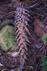 Pinus ayacahuite