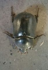 Pentodon bidens punctatus