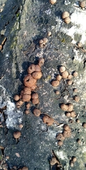 Fungi