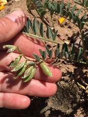 Astragalus allochrous