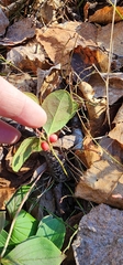 Gaultheria procumbens image
