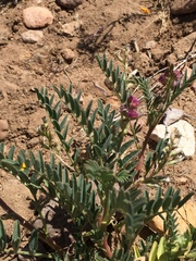 Astragalus allochrous