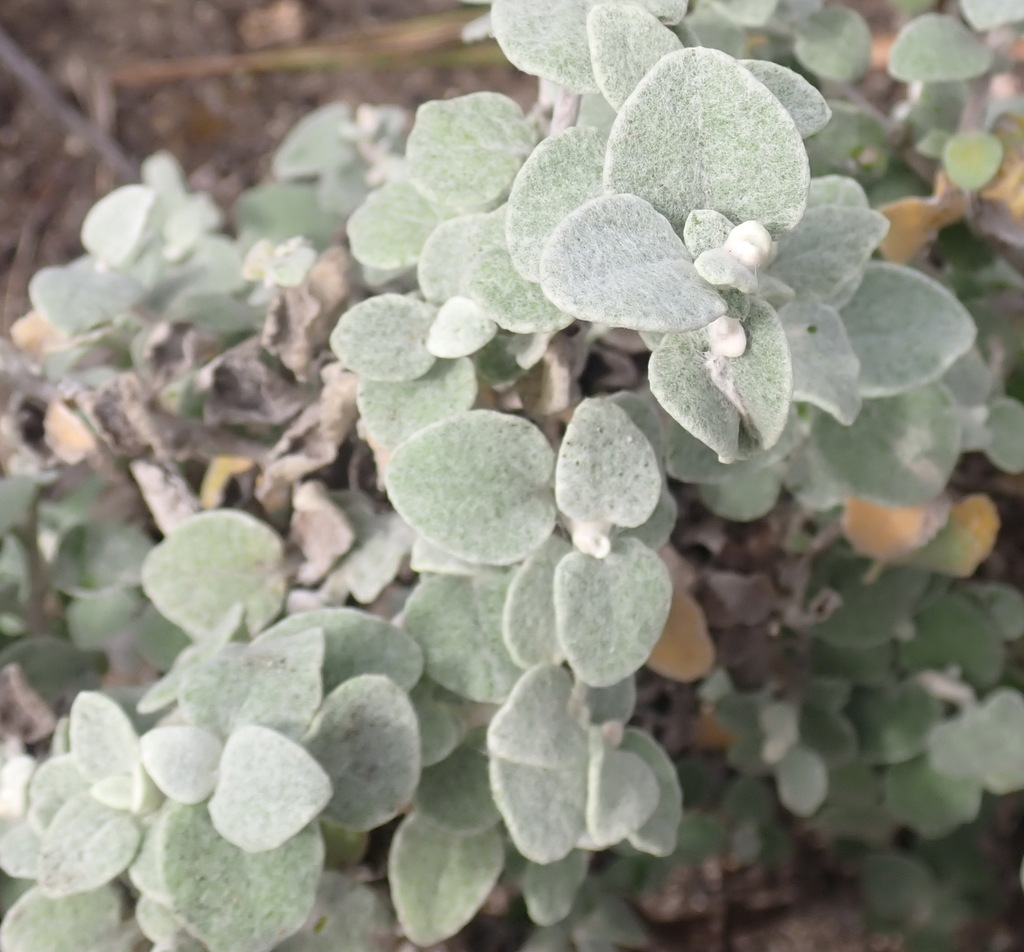 Licorice plant from Uitzigt 216 Portion 71, BrentononSea, 6570, South