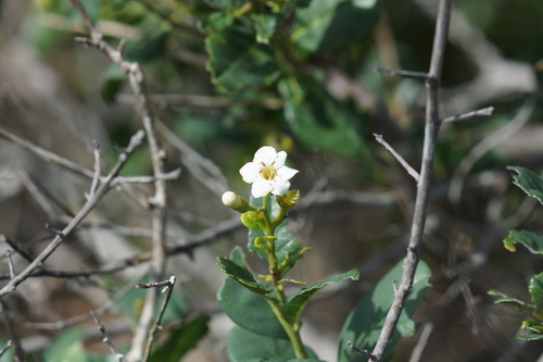 roble de guayo (Bourreria virgata)