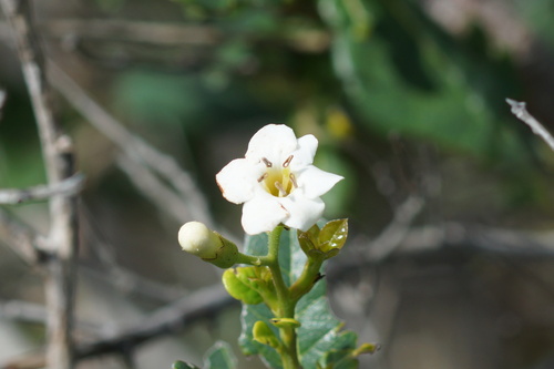 Image of Bourreria virgata by (c) ritirene, some rights reserved (CC BY)