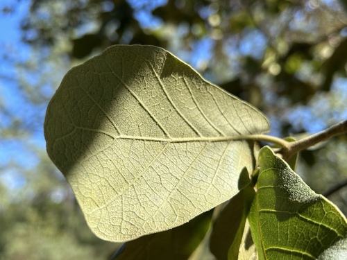 Quercus jonesii
