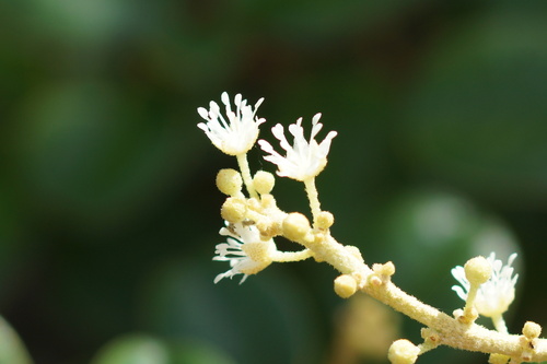 Image of lechecillo by (c) ritirene, some rights reserved (CC BY)