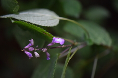 Salvia carnea