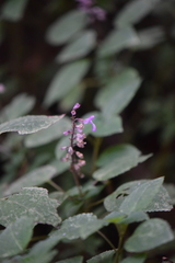 Salvia carnea
