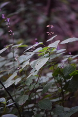 Salvia carnea