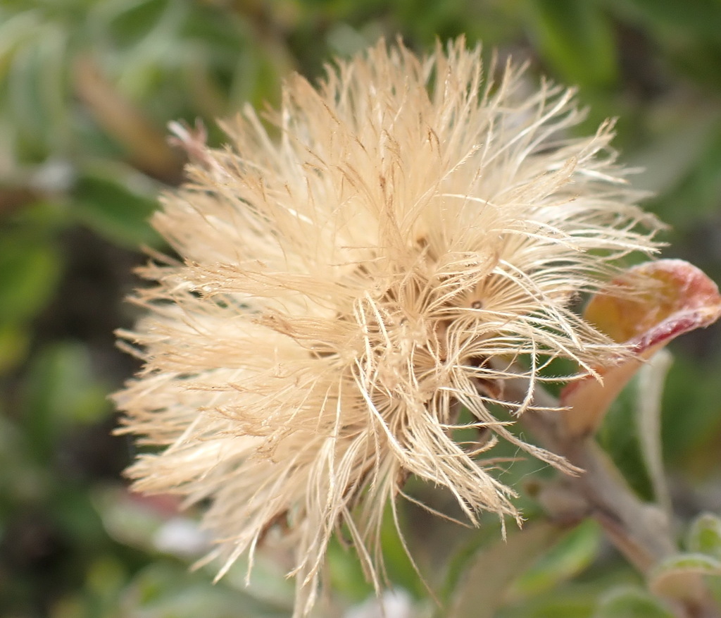 Printzia polifolia from Uitzigt 216 Portion 71, BrentononSea, 6570
