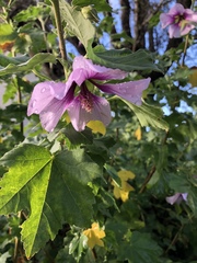 Malva subovata bicolor