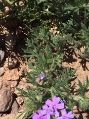 Glandularia latilobata