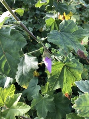 Malva subovata bicolor
