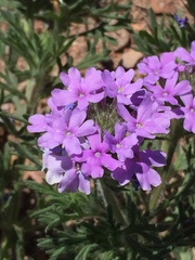 Glandularia latilobata