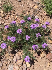 Glandularia latilobata
