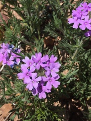 Glandularia latilobata