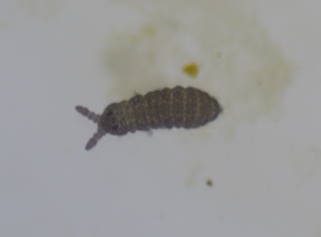 Plump Springtails from Derbyshire, UK on November 7, 2023 at 11:30 AM ...