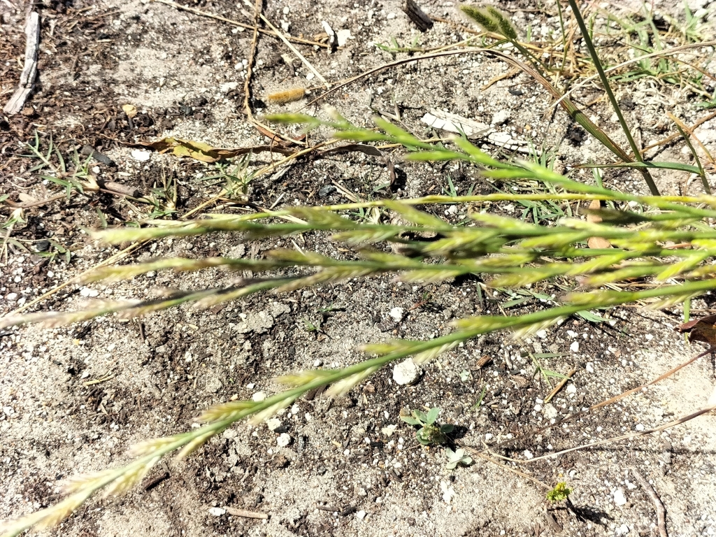 Darnel Ryegrass from Cape Agulhas Municipality, South Africa on ...