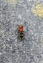 Myrmilloides grandiceps