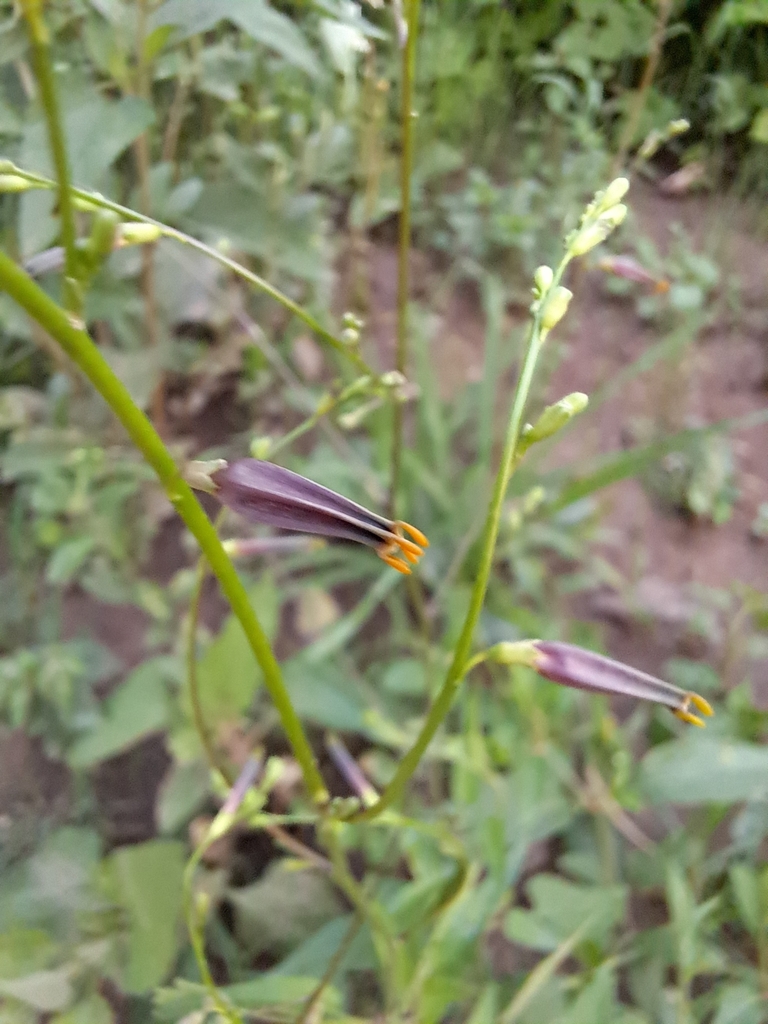 Schwenckia