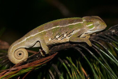 Ilolo Chameleon, Trioceros goetzei