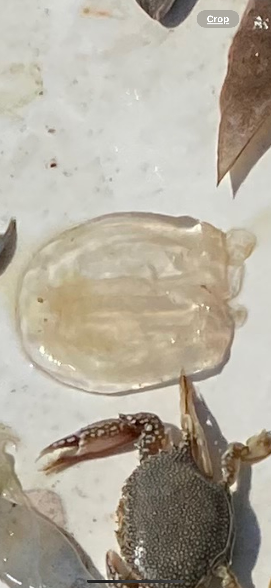Tamoya haplonema F.Müller, 1859
