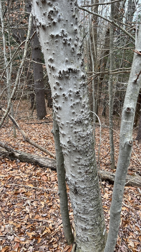 Beech Scale
