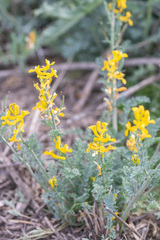 Corydalis curvisiliqua